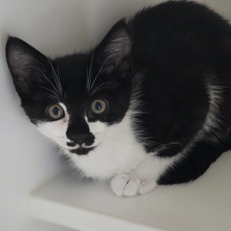 A baby small-sized female Black Domestic Short Hair cat named Catwoman for adoption in Elizabeth City, NC