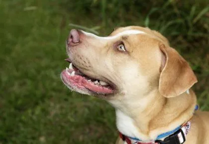 A young medium-sized male Apricot / Beige Mixed Breed dog named Jarvis for adoption in Hamilton, OH