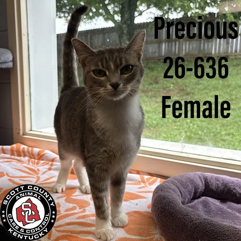 An adult small-sized female Gray & White Domestic Short Hair cat named Precious for adoption in Georgetown, KY
