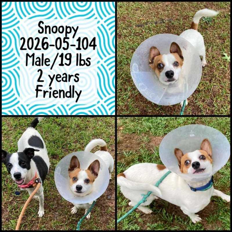A young medium-sized male Terrier dog named Snoopy for adoption in Winder, GA