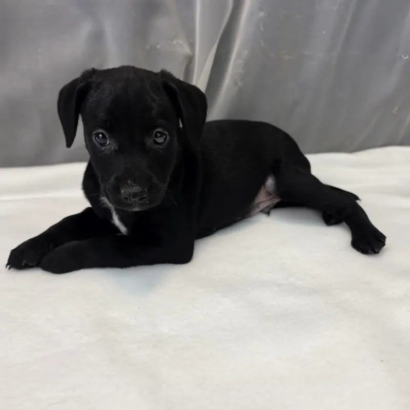 A baby medium-sized male Black Labrador Retriever dog named Dakota for adoption in Foley, AL