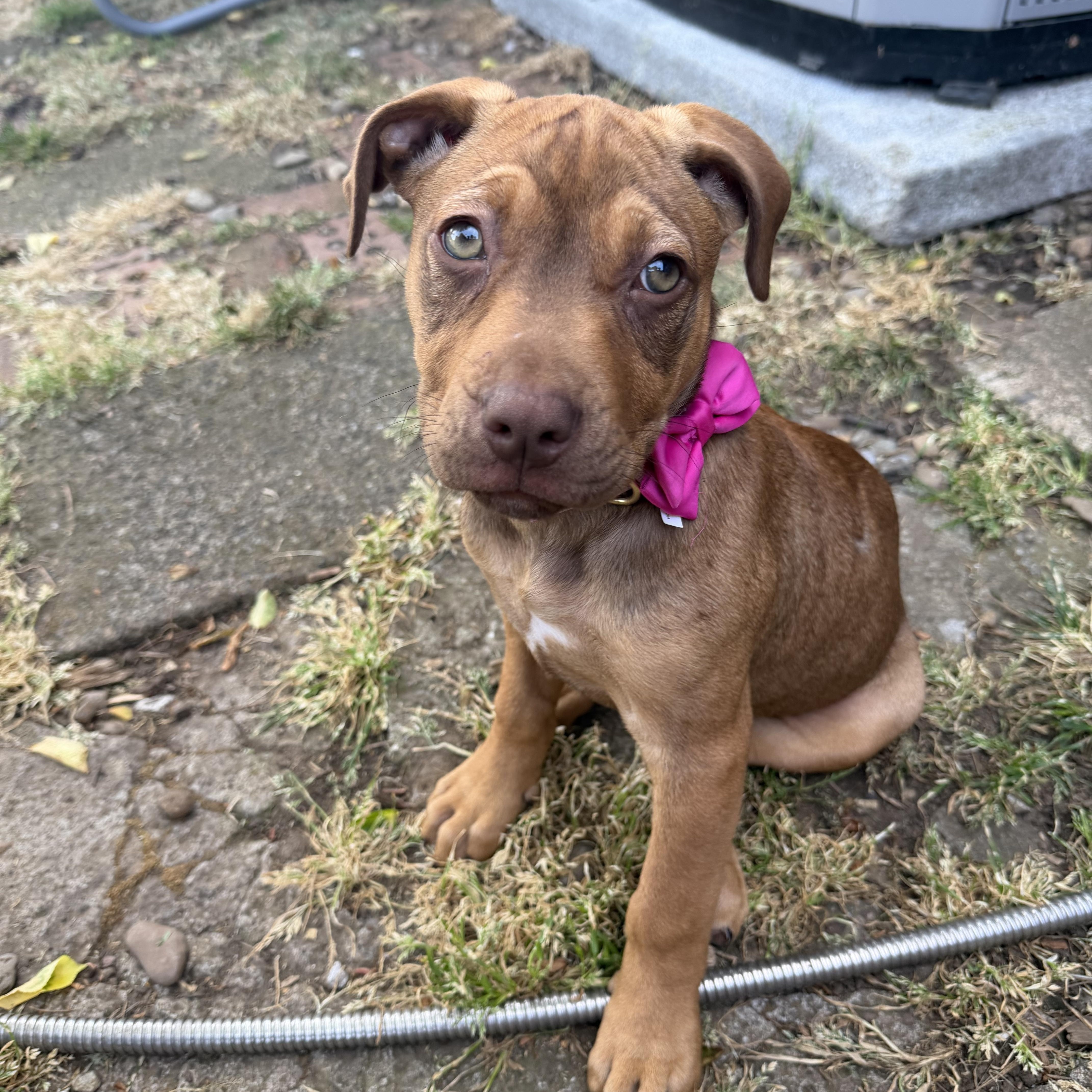 A baby medium-sized female Pit Bull Terrier dog named Reindeer for adoption in Eugene, OR