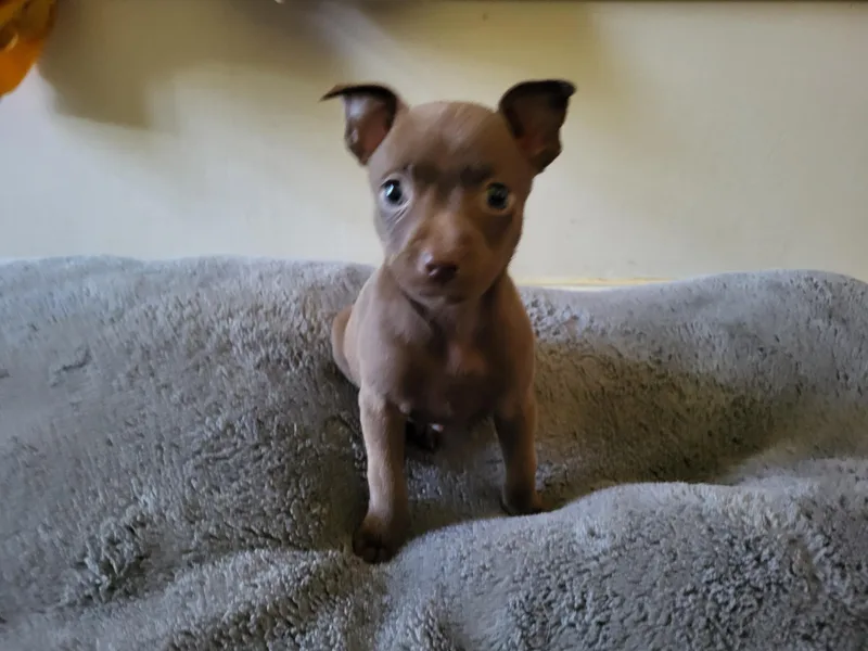 A baby small-sized male Brown / Chocolate Chihuahua dog named Bramble for adoption in Lacey, WA