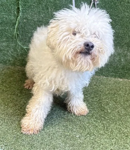 A young small-sized male Maltese dog named Marcel for adoption in Lancaster, CA