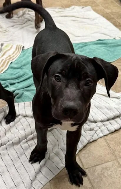 A young small-sized male Cane Corso dog named Edmund for adoption in Augusta, GA