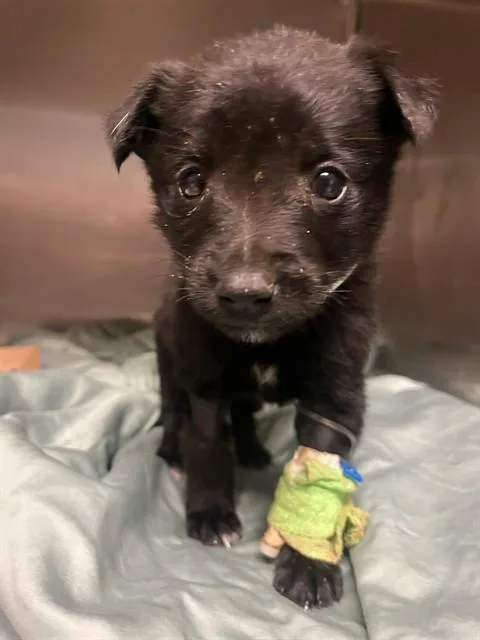 A baby small-sized female Belgian Shepherd / Malinois dog named Daisy for adoption in Riverside, CA