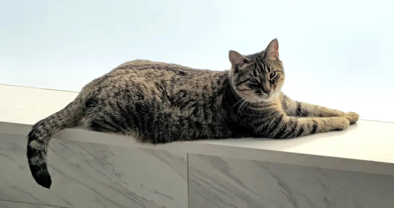 Dolly Parton thumbnail 4