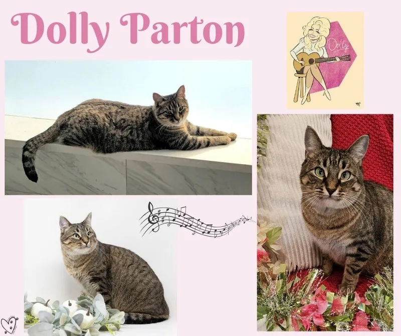 Dolly Parton thumbnail 5
