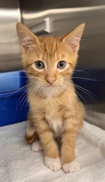 A baby small-sized male Domestic Short Hair cat named Cy for adoption in Pearland, TX