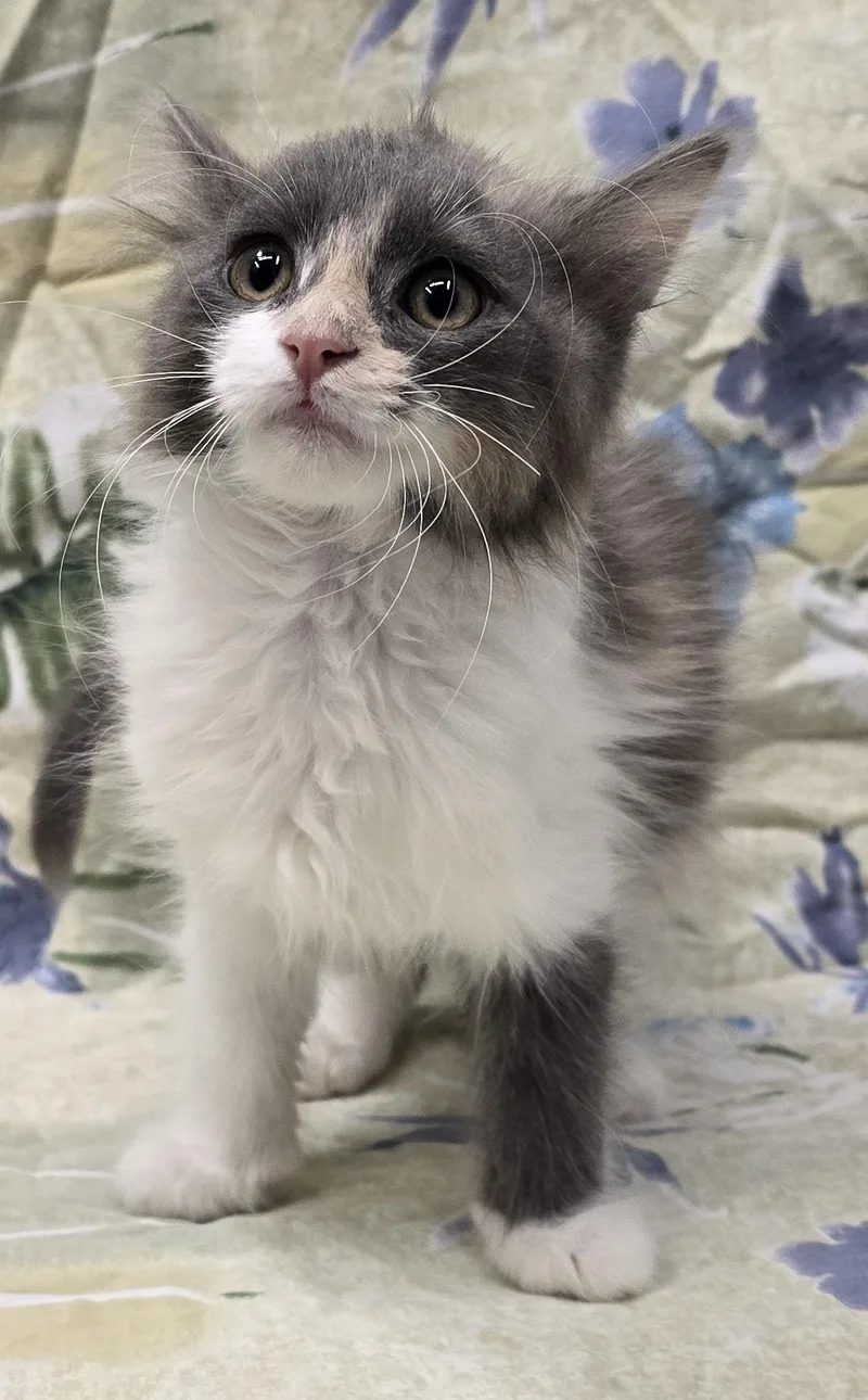 A baby medium-sized female Dilute Calico Domestic Long Hair cat named Mei for adoption in Payson, AZ