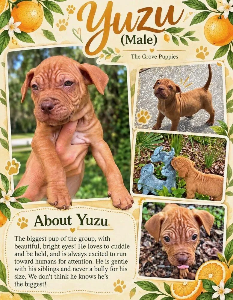 Yuzu thumbnail 3