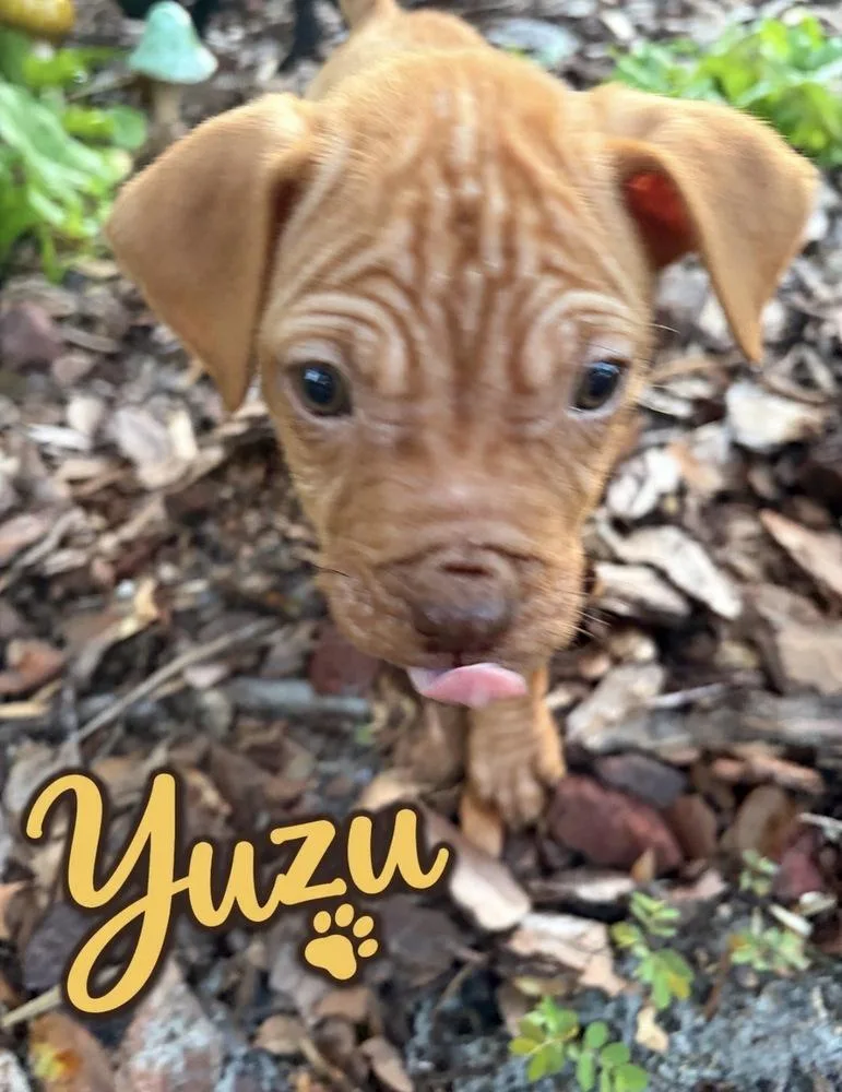 Yuzu thumbnail 5