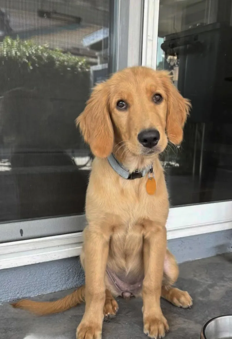 A baby medium-sized female Golden Retriever dog named Mila for adoption in San Pedro, CA