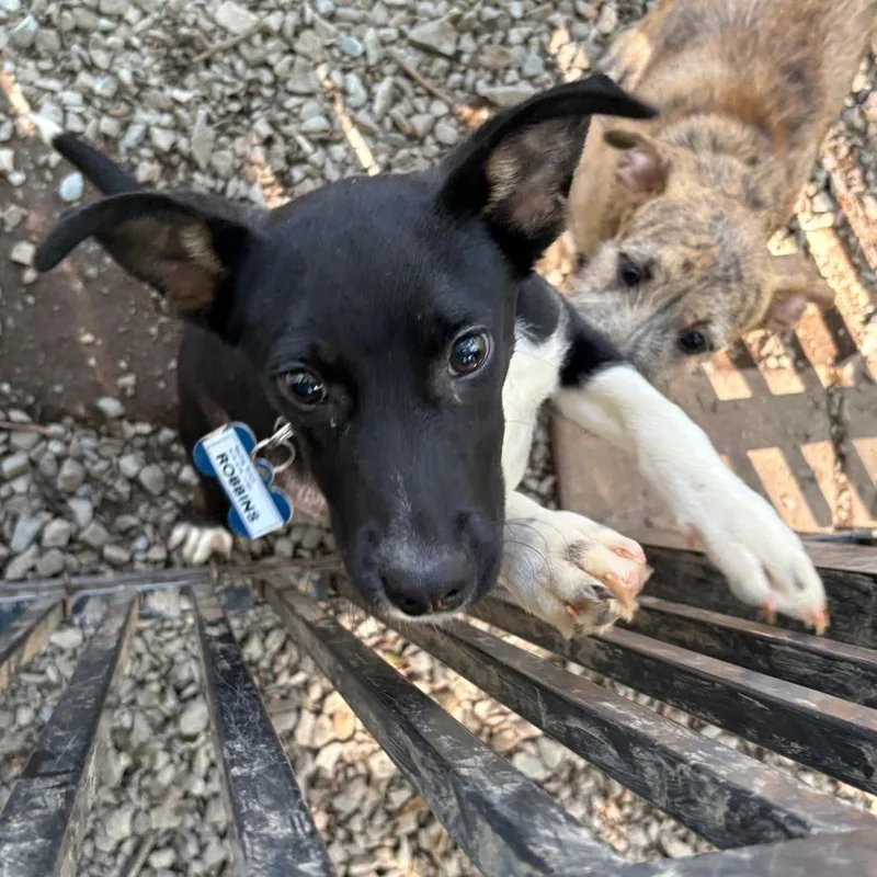 A baby small-sized male Black Hound dog named Robbins for adoption in Wake Forest, NC