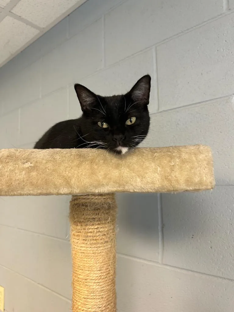 A young medium-sized female Domestic Short Hair cat named Willow for adoption in Greenwood, MS