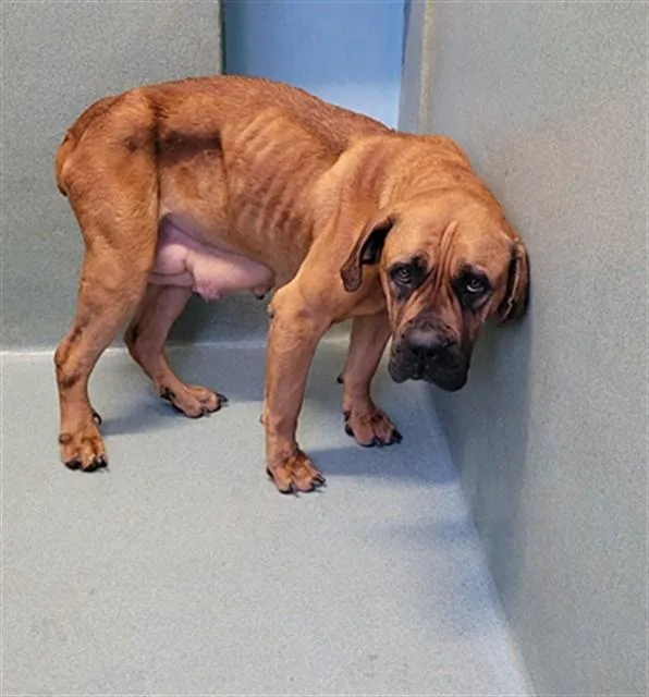 An adult medium-sized female Bullmastiff dog named Honey for adoption in Agoura, CA