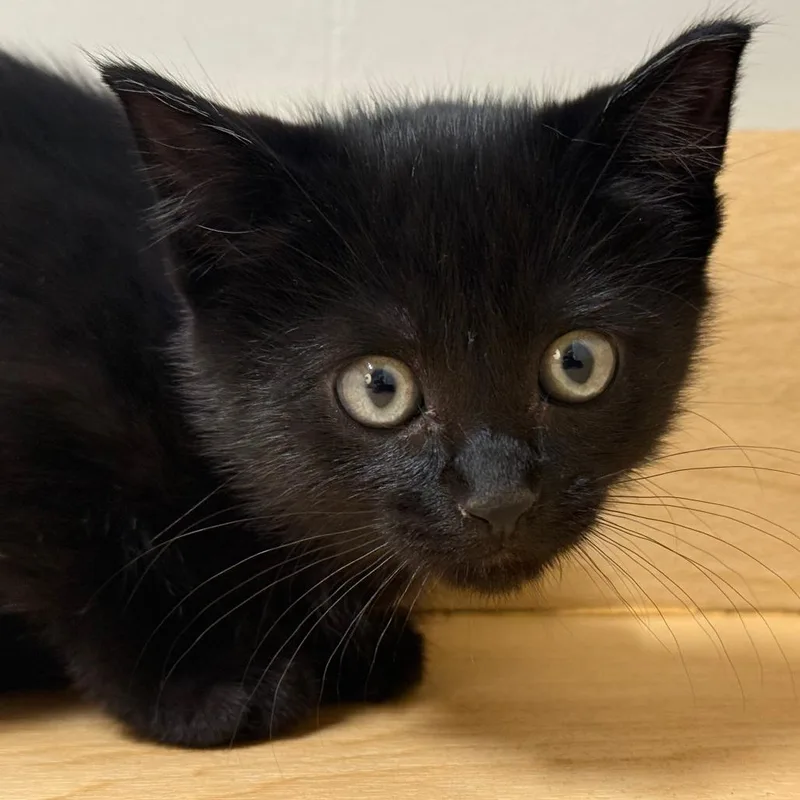 A baby small-sized female Black Domestic Short Hair cat named Lady C for adoption in Minnetonka, MN
