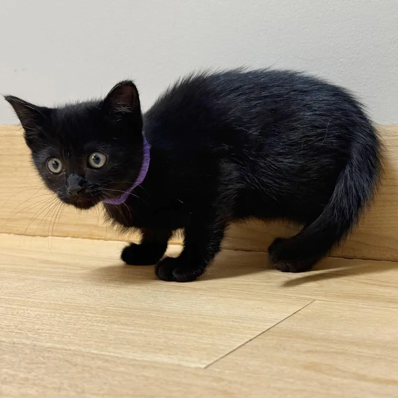 Lady C thumbnail 2