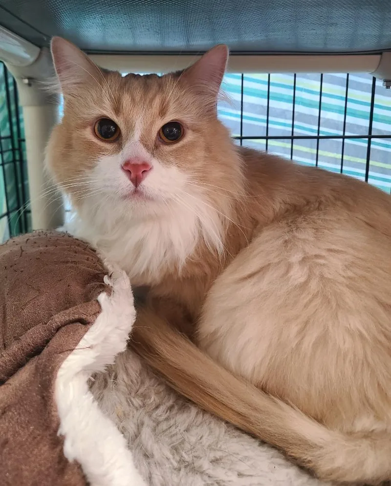 An adult medium-sized male Domestic Long Hair cat named Frasier for adoption in Portland, IN