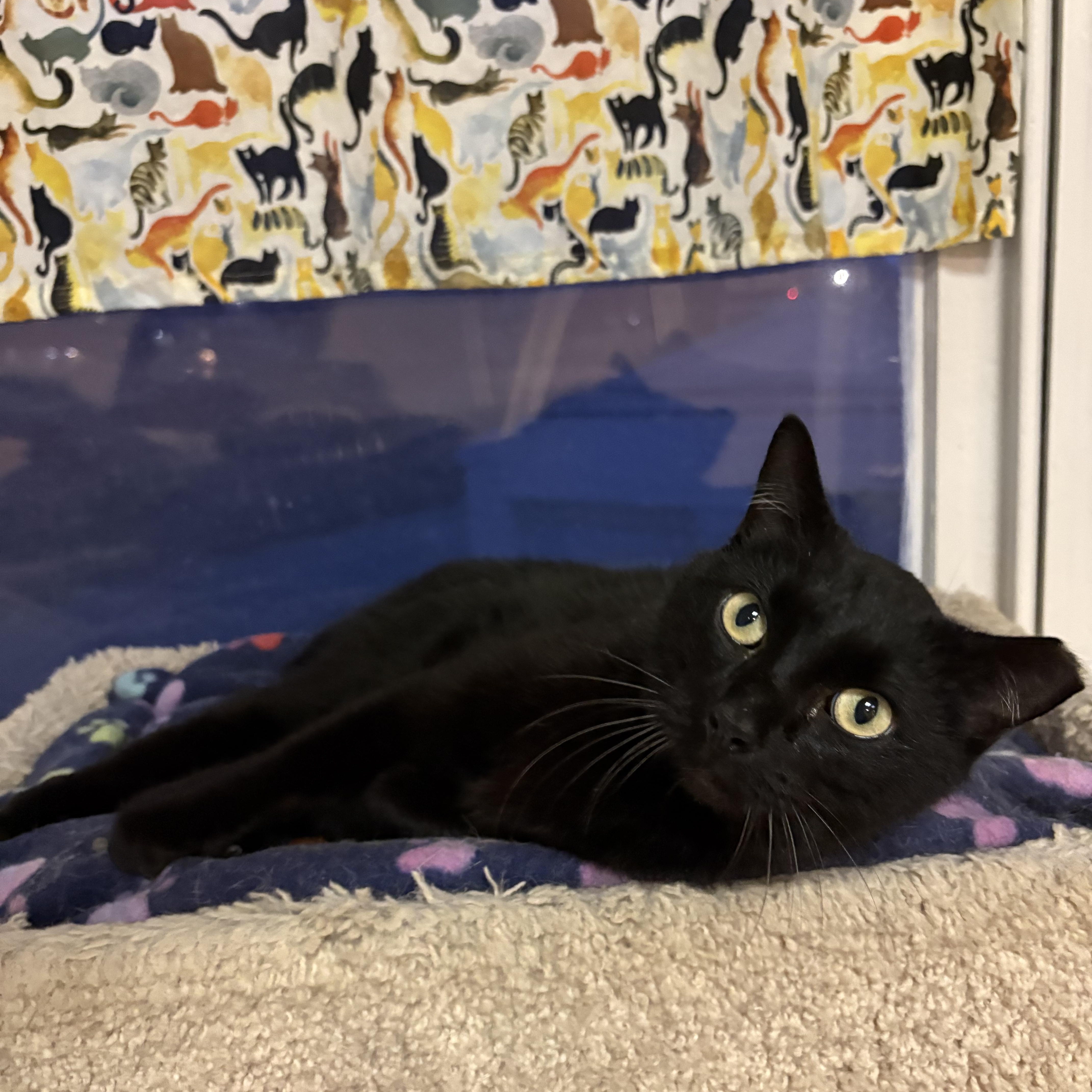 An adult medium-sized male Black Domestic Short Hair cat named Bambie for adoption in Allentown, PA