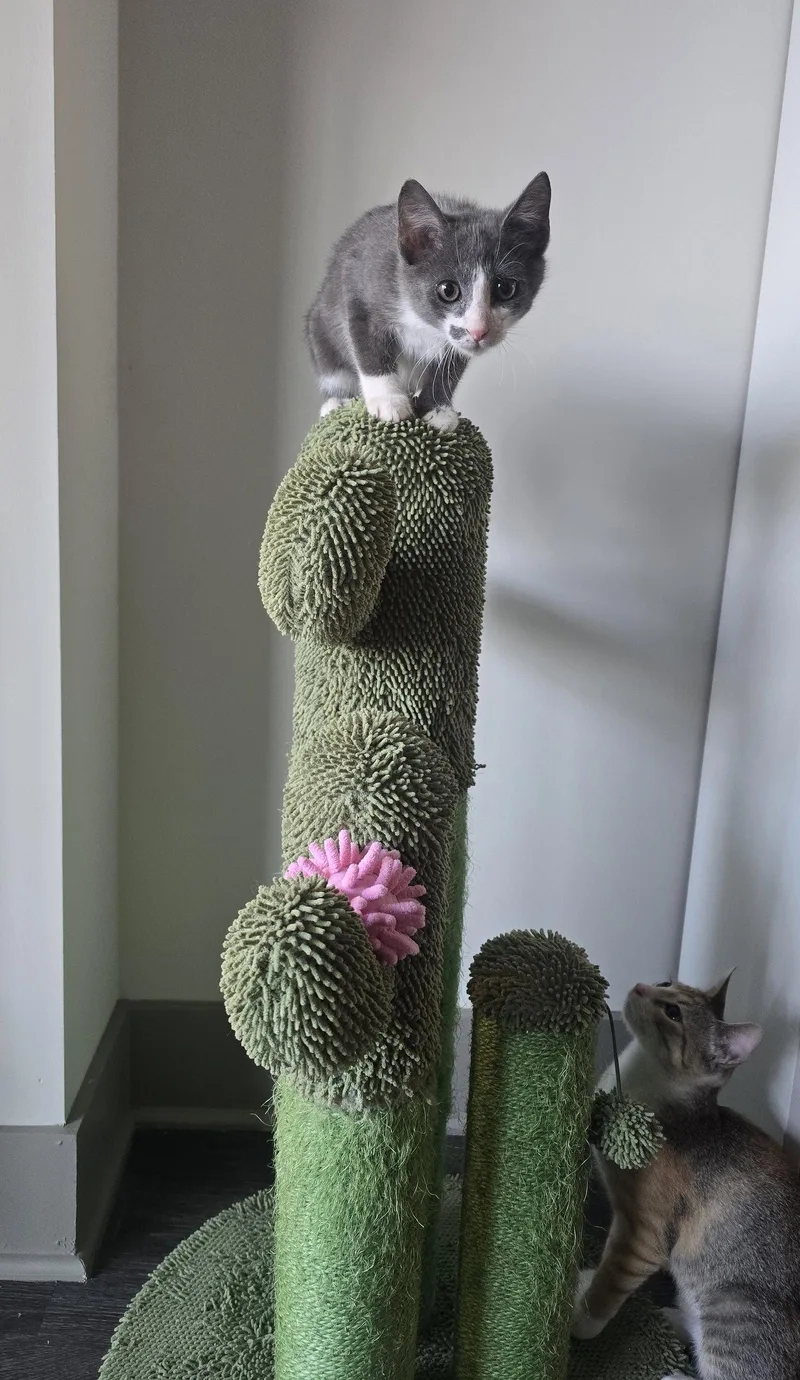 A baby medium-sized male Gray & White Domestic Short Hair cat named Crawford for adoption in Nashville, TN