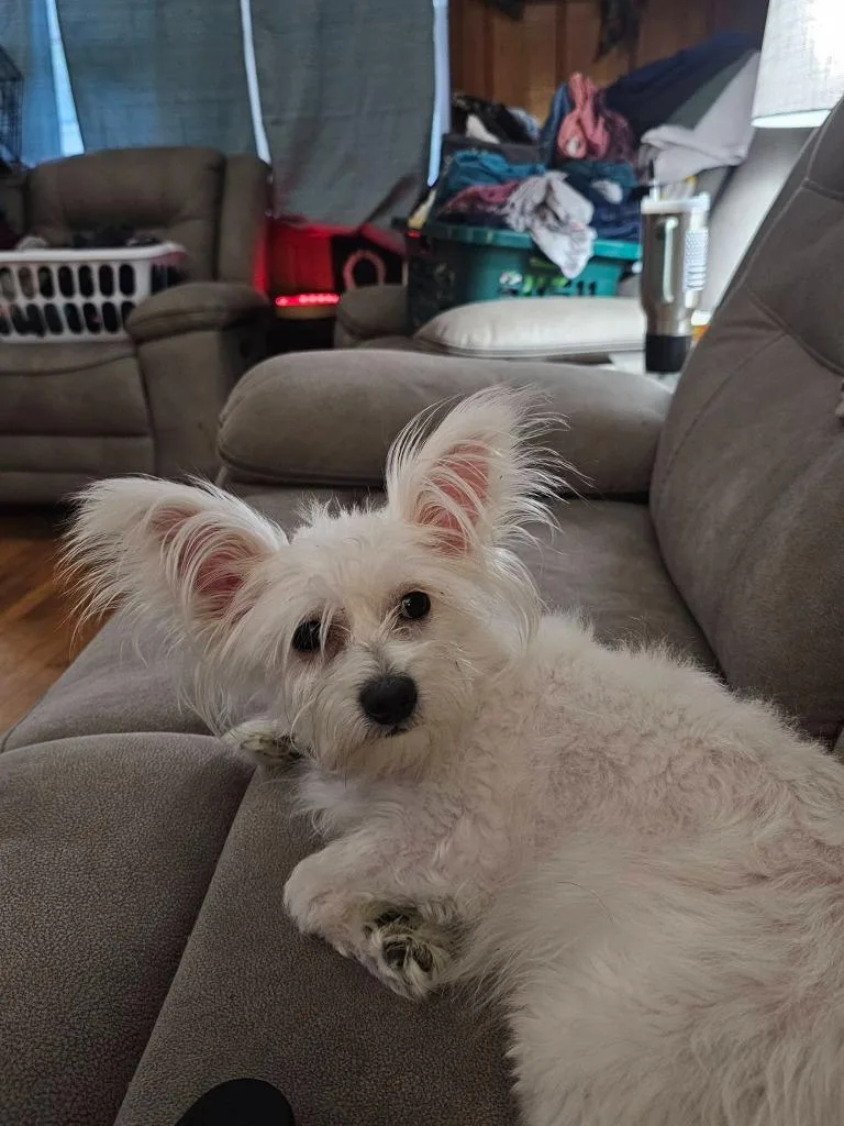 A young small-sized female Mixed Breed dog named Rose for adoption in Fond Du Lac, WI