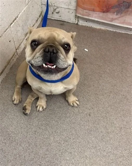 A young small-sized female French Bulldog dog named Flower for adoption in San Bernardino, CA