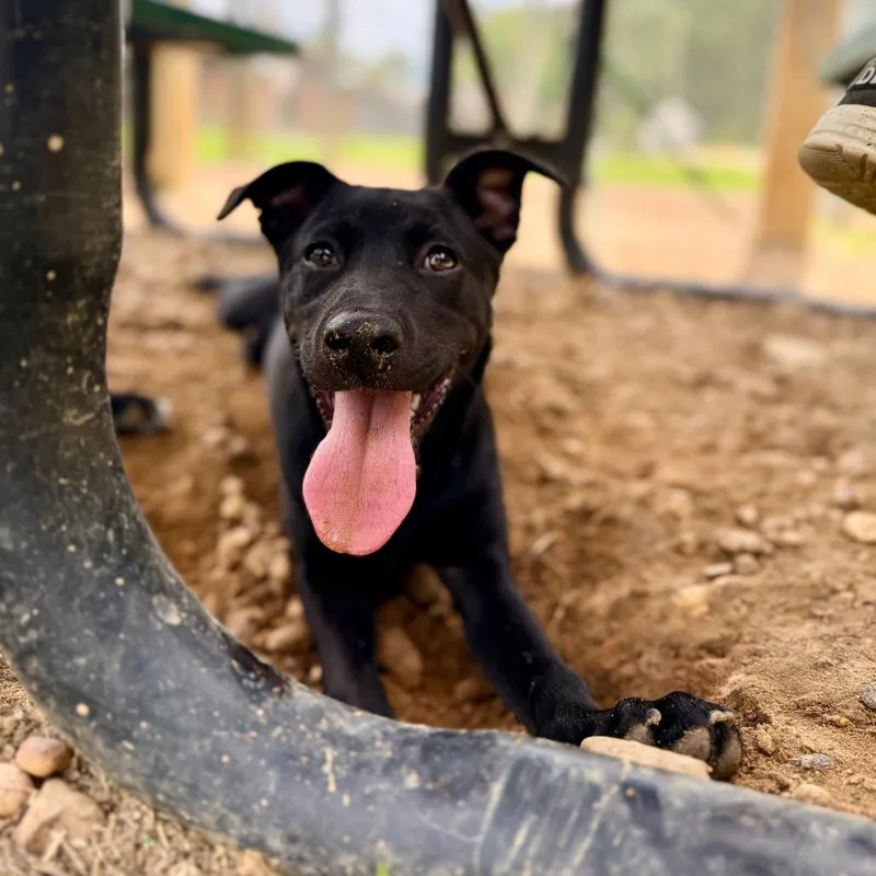 A baby small-sized female Black Labrador Retriever dog named Roanoke for adoption in Deerfield, IL