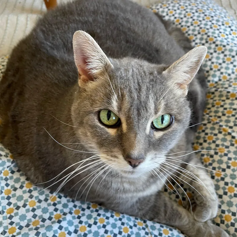 A senior large-sized female Tabby (Gray / Blue / Silver) Domestic Short Hair cat named Bella for adoption in San Francisco, CA