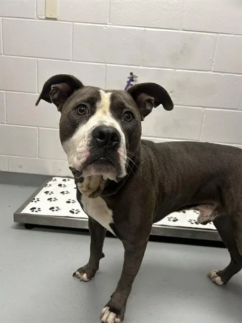 An adult large-sized male Pit Bull Terrier dog named Blue for adoption in Saint Cloud, FL