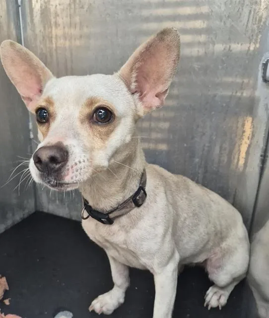 A young small-sized male Chihuahua dog named Mercuio for adoption in San Antonio, TX