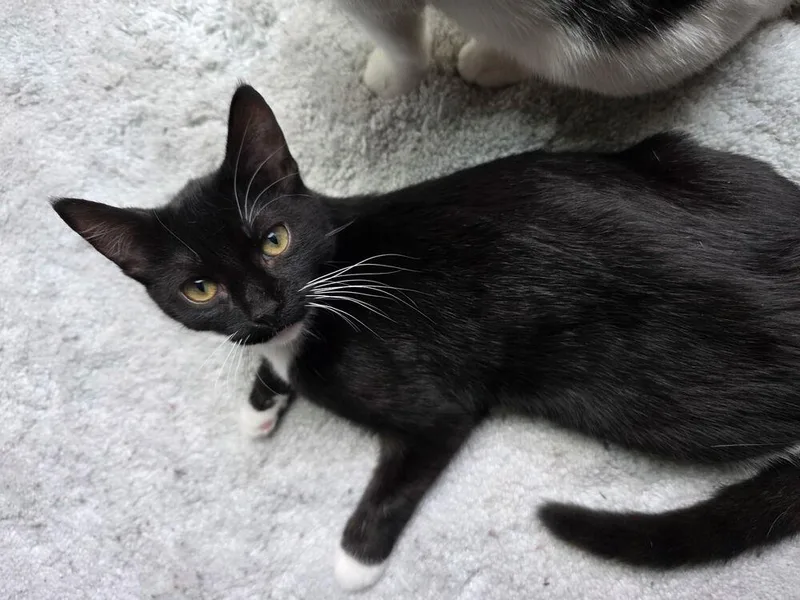 A baby small-sized female Black & White / Tuxedo Domestic Short Hair cat named Bamboo for adoption in Virginia Beach, VA