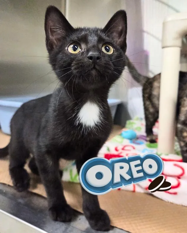 A baby medium-sized female Black & White / Tuxedo Domestic Short Hair cat named Oreo for adoption in Nevada, IA