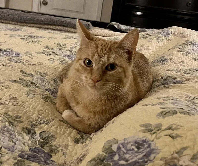 Mercedes Rc thumbnail 2