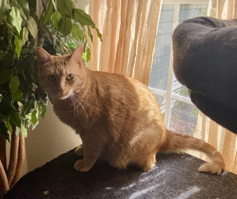 Mercedes Rc thumbnail 3