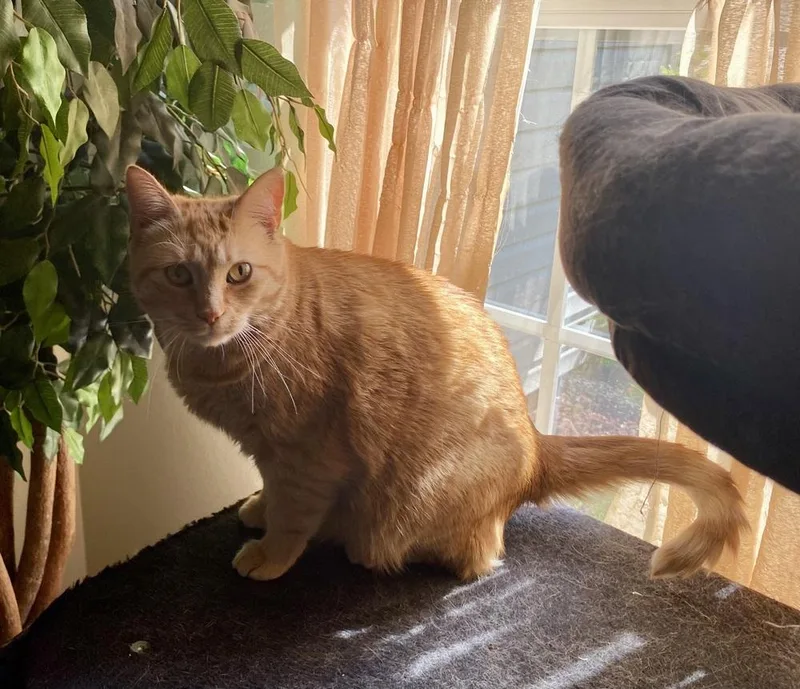 Mercedes Rc thumbnail 4