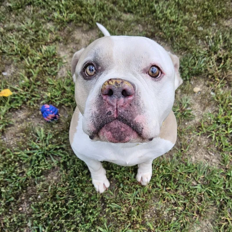 A senior large-sized male American Bulldog dog named Bentley for adoption in Concord, NH