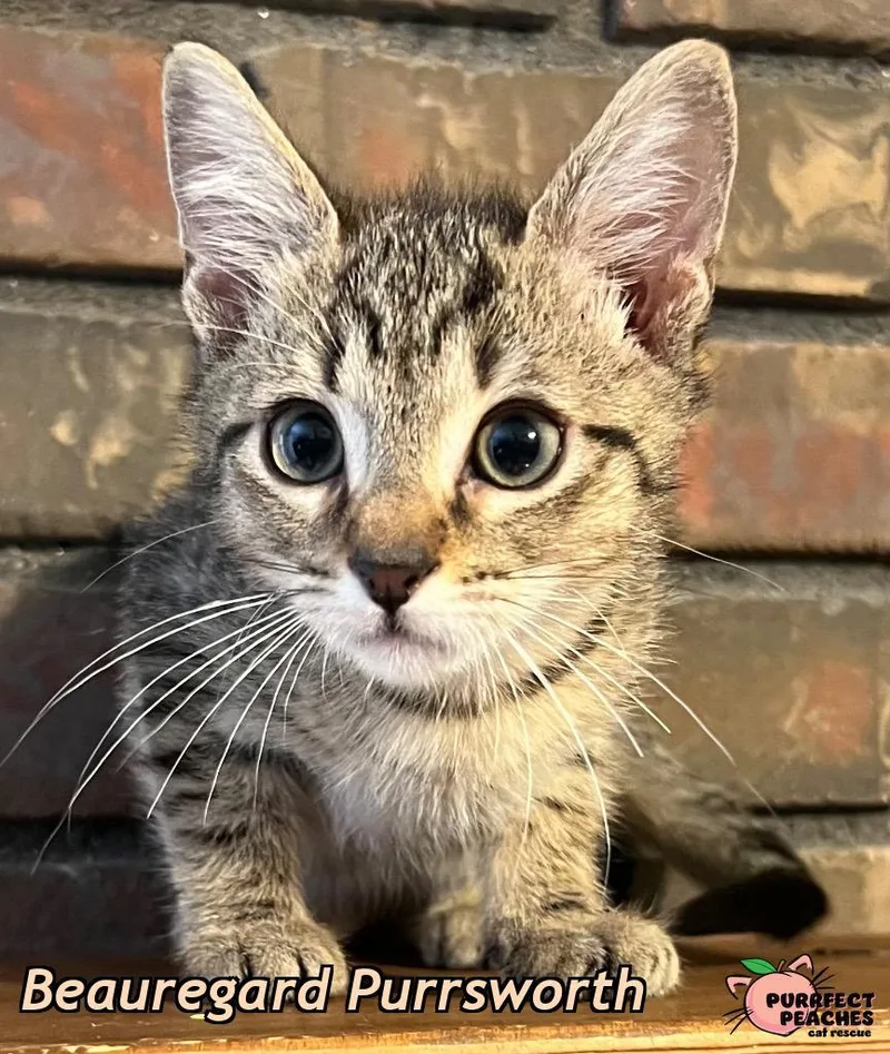 Beauregard Purrsworth thumbnail 2