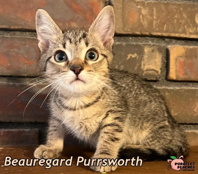 Beauregard Purrsworth thumbnail 3