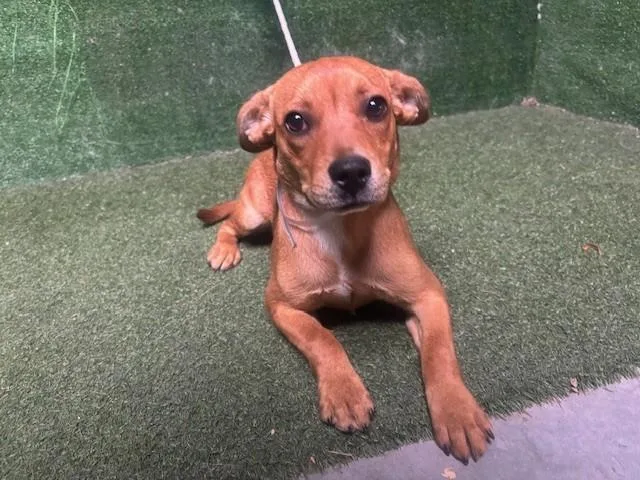 A baby medium-sized female Rhodesian Ridgeback dog named A for adoption in Lancaster, CA