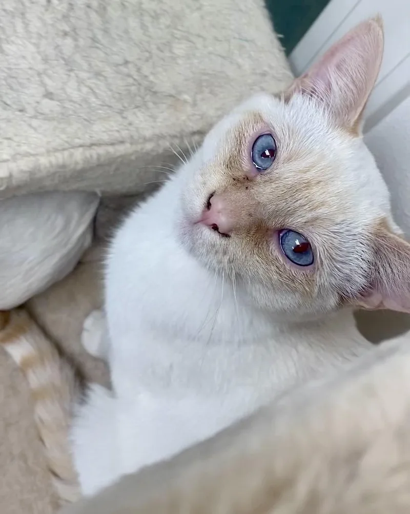 A baby medium-sized male Flame Point Siamese cat named Cheez for adoption in Pocatello, ID