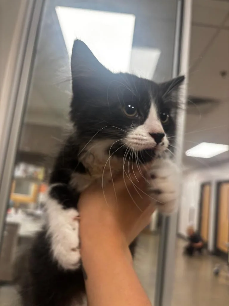 A baby small-sized male Domestic Long Hair cat named Crowley for adoption in Greenfield, IN