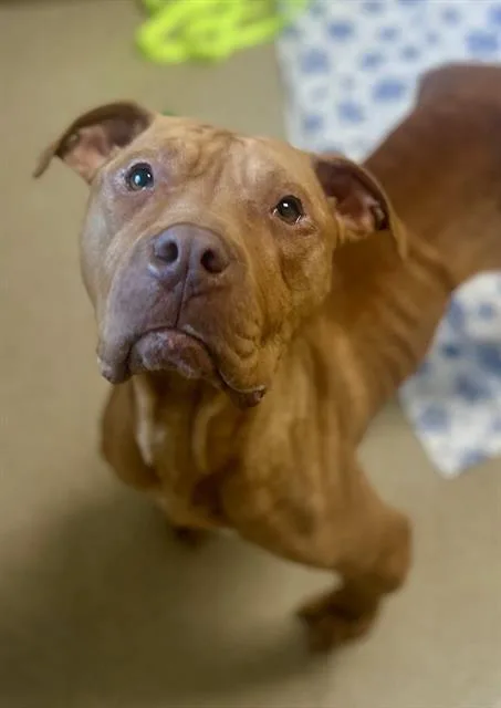 A young medium-sized female American Staffordshire Terrier dog named Scarlet for adoption in Newton, NC