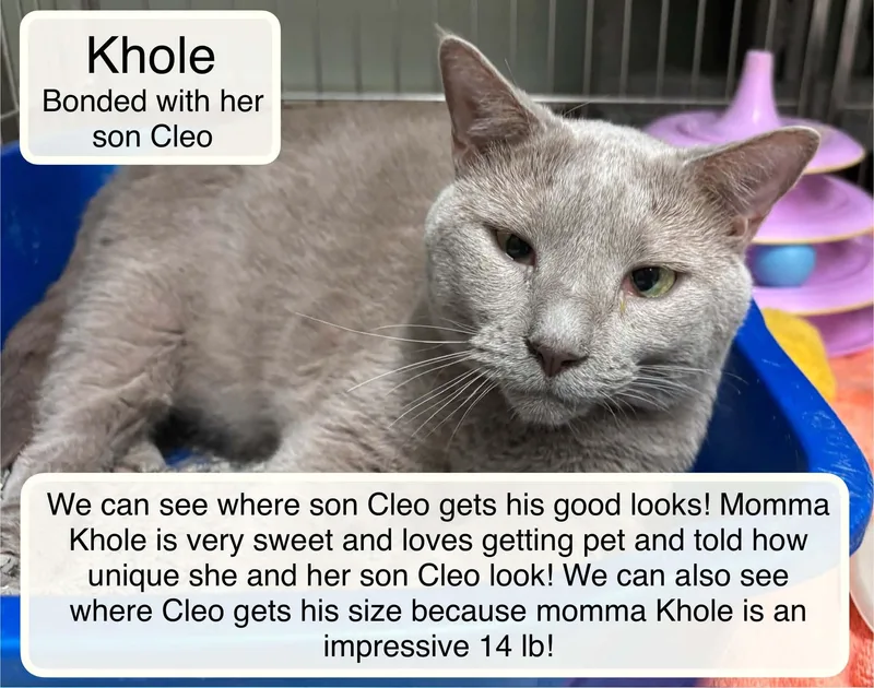 An adult large-sized female Smoke Domestic Short Hair cat named Khole bonded with Cleo for adoption in Ellicott City, MD