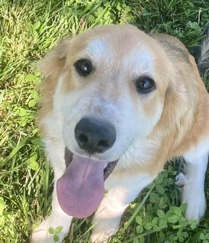 A young medium-sized male Apricot / Beige Golden Retriever dog named Karl for adoption in Honeoye Falls, NY