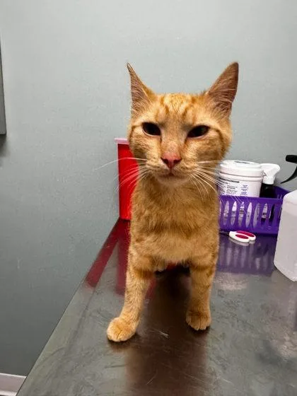 A young medium-sized male Orange / Red Domestic Short Hair cat named Queso for adoption in Annapolis, MD