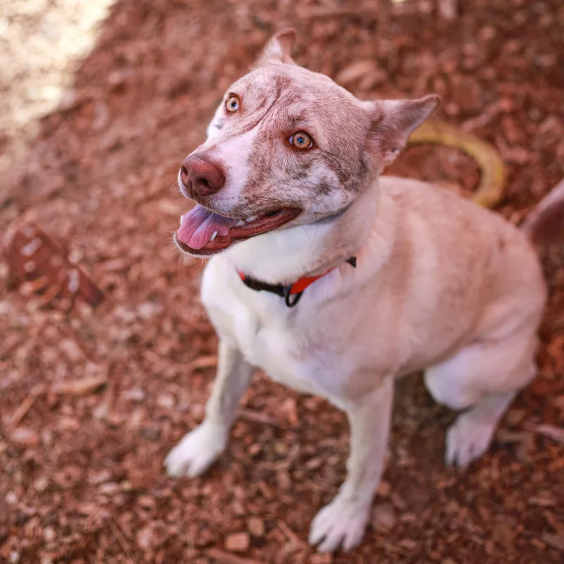 A young medium-sized female Husky dog named Jellybean One of a for adoption in Grass Valley, CA