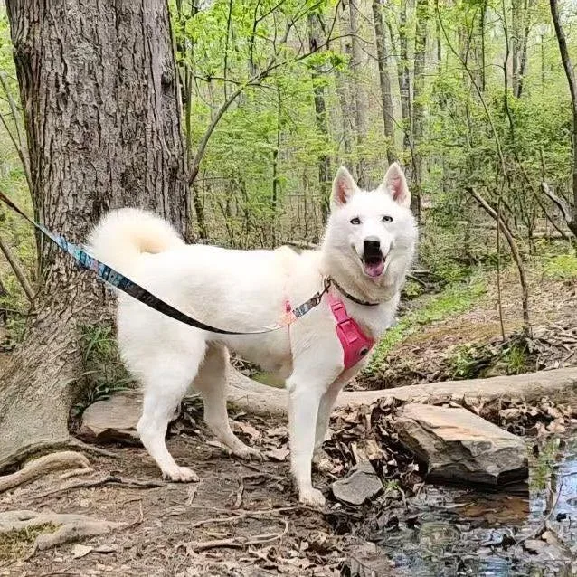 An adult medium-sized female White / Cream Husky dog named LuLu for adoption in North Charleston, SC