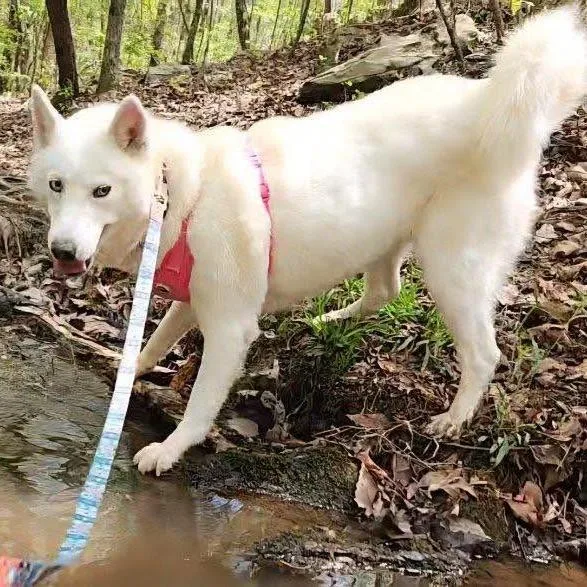 LuLu thumbnail 4