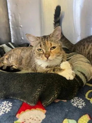 An adult medium-sized female Torbie Domestic Short Hair cat named Reagan for adoption in Williamsport, PA